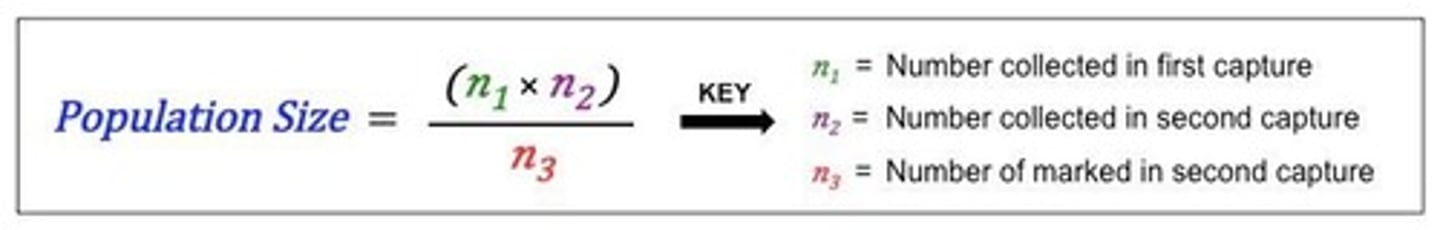 <p>Formula using recapture data to estimate population size.<br>M*N/R</p>