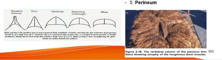 <ul><li><p>Need to palpate fibers can mask emaciation </p></li><li><p>score 1-5 </p></li><li><p>obesity is a common problem in SACs in North America </p></li></ul><p>places to palpate: </p><ol><li><p><strong>withers</strong></p></li><li><p>behind the elbow </p></li><li><p>between the rear legs </p></li><li><p>between the front legs </p></li><li><p><strong>perineum </strong></p></li></ol><p></p>