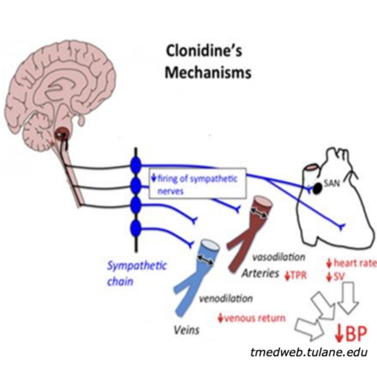 <p>hypertension</p>