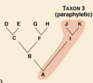 <p><strong>3 TYPES OF CLADES:</strong></p><p>includes the<strong> most recent common ancestor, but not all of its descendants</strong></p>