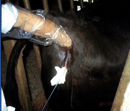 <p>process by which sperm are collected from the male, processed and introduced into the female repro tract for the purpose of conception</p>