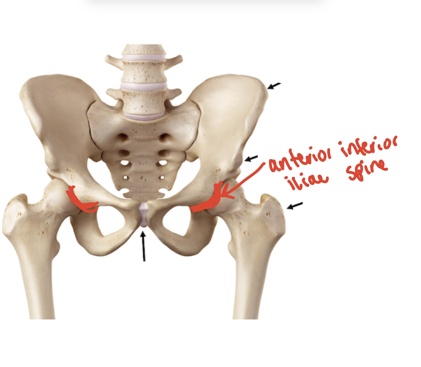 <p><span><span>Anterior inferior iliac spine</span></span></p>