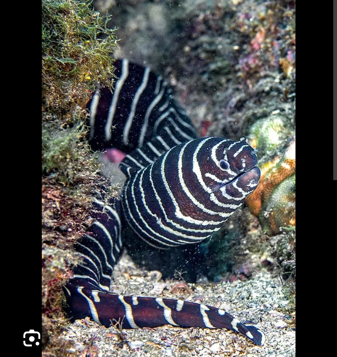 <p>Muraenidae family</p><p class="has-focus">diet of crustaceans, mollusks, and sea urchins</p><p class="has-focus">striking black and white banded body, which gives it its name.</p>