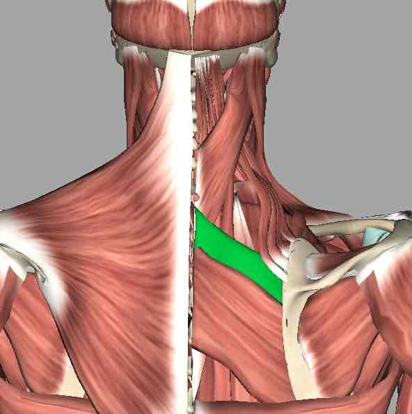 <p>Muscle that retracts the scapula.</p>