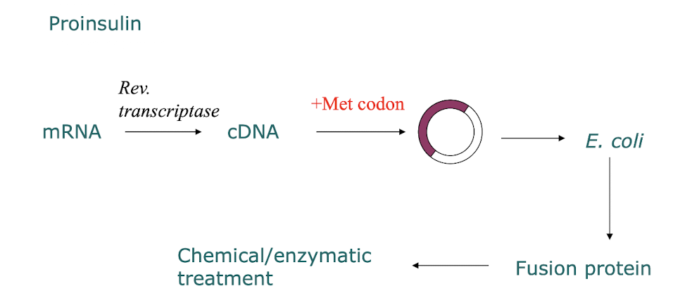 <p>By altering the human mRNA encoding proinsulin (contains introns and exons NOT in prokaryotes) and using RTase to make cDNA which is then incorporated into a bacterial plasmid</p>