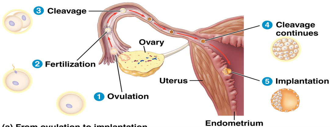<p>Blastocyst (blastula)</p>