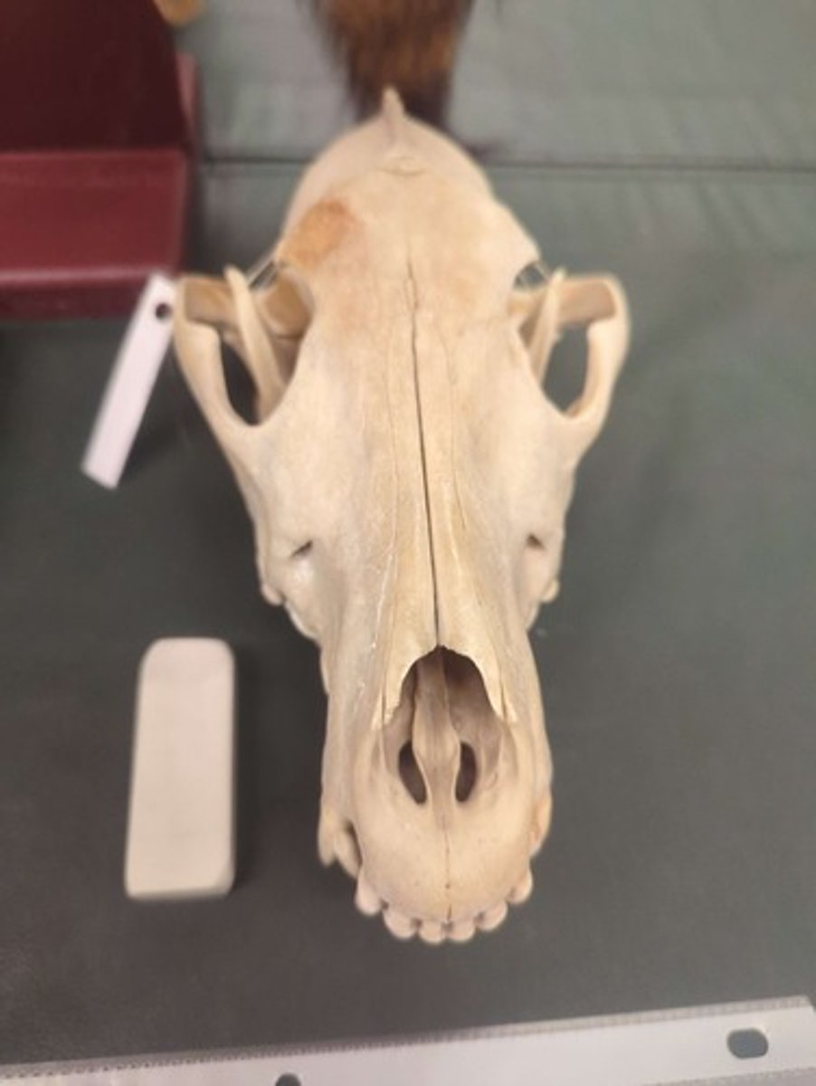 <p>What animal is this? Answer with "Skull" after animal name.</p>