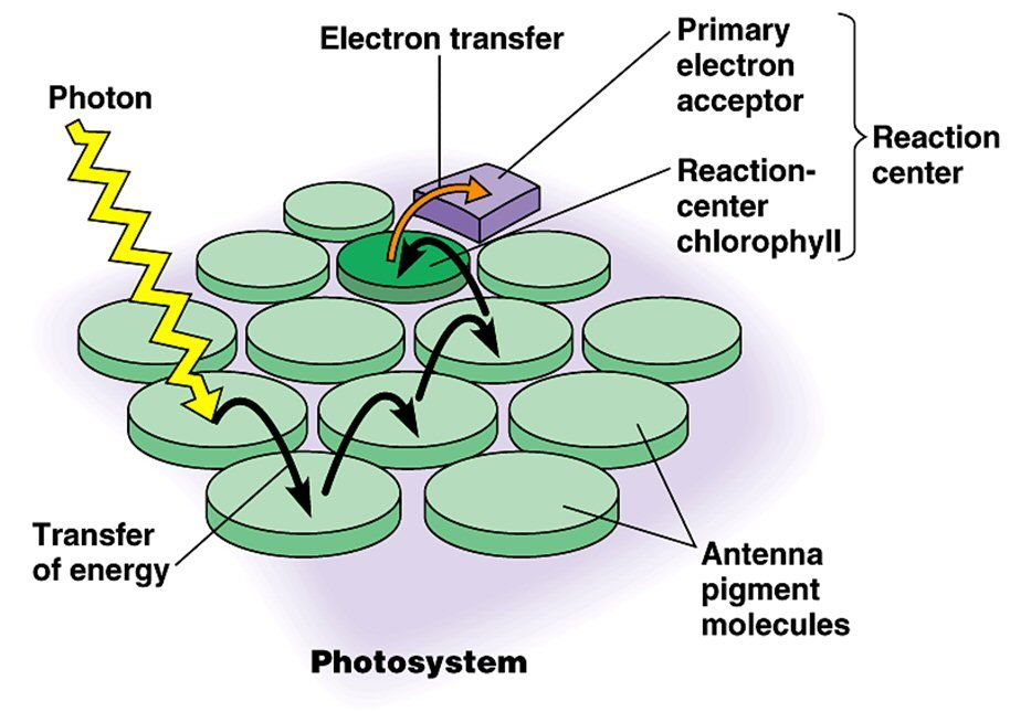 <ul><li><p>when light strikes the thylakoid membrane, photo systems absorb a photon, that energy is passed from pigment to pigment in the antenna complex until it reaches the reaction center</p></li><li><p>energy from the photo eventually excites the electrons in the chlorophyll <em>a</em> molecules in the reaction center</p></li></ul><p></p>