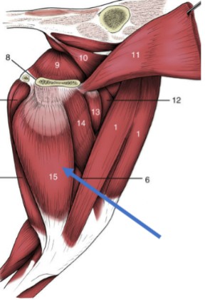 <p>wide, thin muscle that covers the superficial aspect of medial thigh</p><p>Origin: ventral pelvic symphysis</p><p>Insertion: cranial border of the tibia</p><p>Function: flexion of the stifle, extension of the hip, adduction of the limb</p>