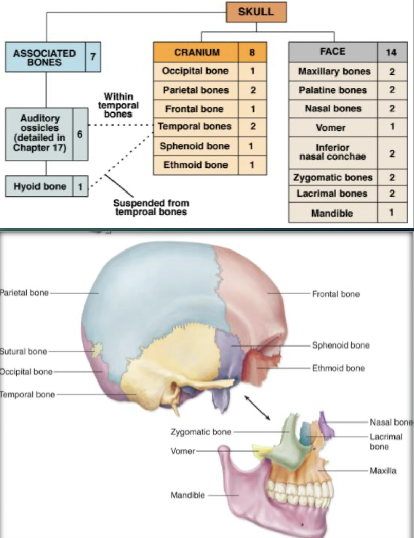 <p>Facial Bones</p>