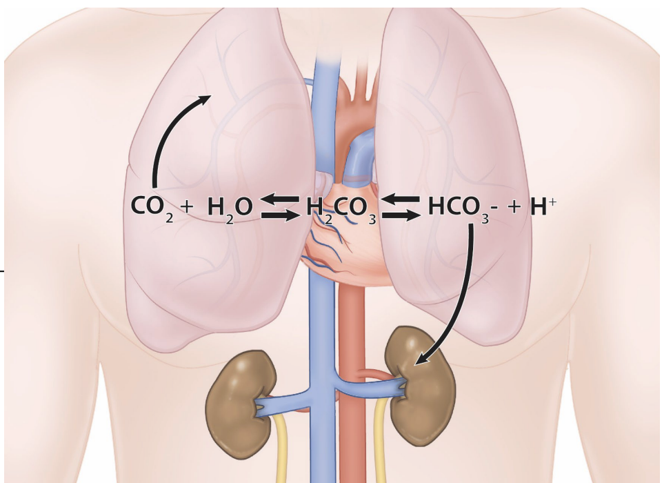 <p><strong>carbonic acid - bicarbonate buffer</strong></p><ul><li><p>pH: 7.35-7.45</p></li><li><p>transportation of CO2</p></li><li><p>resist changes in pH</p></li><li><p>lungs clear: _____</p><ul><li><p>tachypnea (>20 bpm)</p></li><li><p>bradypnea (<12 bpm)</p></li></ul></li><li><p>kidneys clear: ______</p></li></ul><p></p>