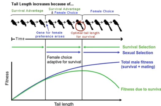 <p>They balance each other because Darwinian fitness has two components: survival and reproduction.</p><p>It is possible that they are sometimes at odds with each other because it is possible that female preference of a trait causes it to eventually become so exaggerated in a species, that it is actually past the optimal intensity of that trait and has started to become disadvantageous for the animal.</p><ul><li><p>ex) birds and tail length.</p></li><li><p>ex) Irish Elk with the huge antlers</p></li></ul><p></p>