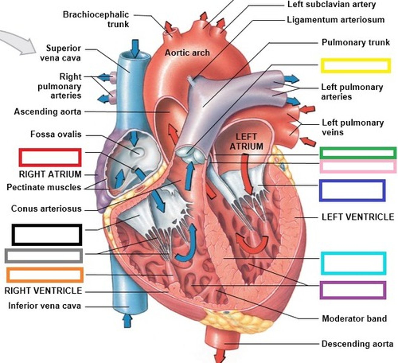 <p>-a pressure sensitive valve that controls the flow of blood from the Right Ventricle to the Pulmonary Trunk</p>