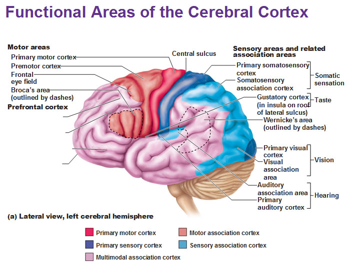 <p>Perceive fullness or stretch of organs</p>
