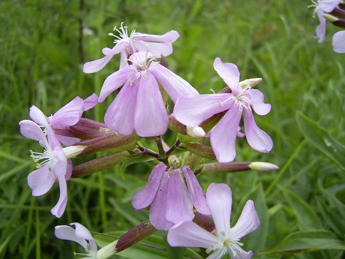 <p><em>Caryophyllaceae -</em> hvozdíkovité</p><p><em>Saponaria officinalis -</em> mydlice lékařská</p>