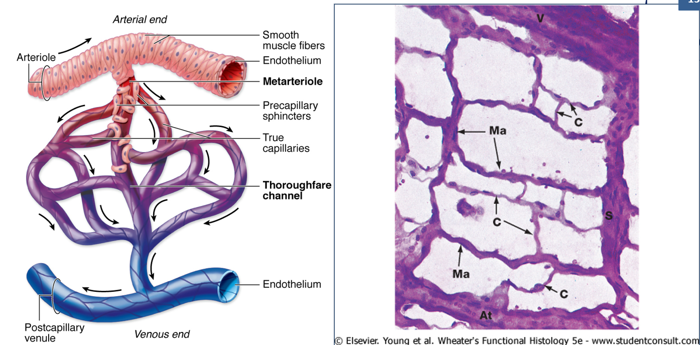 <ul><li><p>Small <strong>pre-capillary vessels</strong> with only <strong>occasional smooth muscle cells</strong>.</p></li><li><p><strong>Control blood flow</strong> into capillary networks.</p></li></ul><p></p>