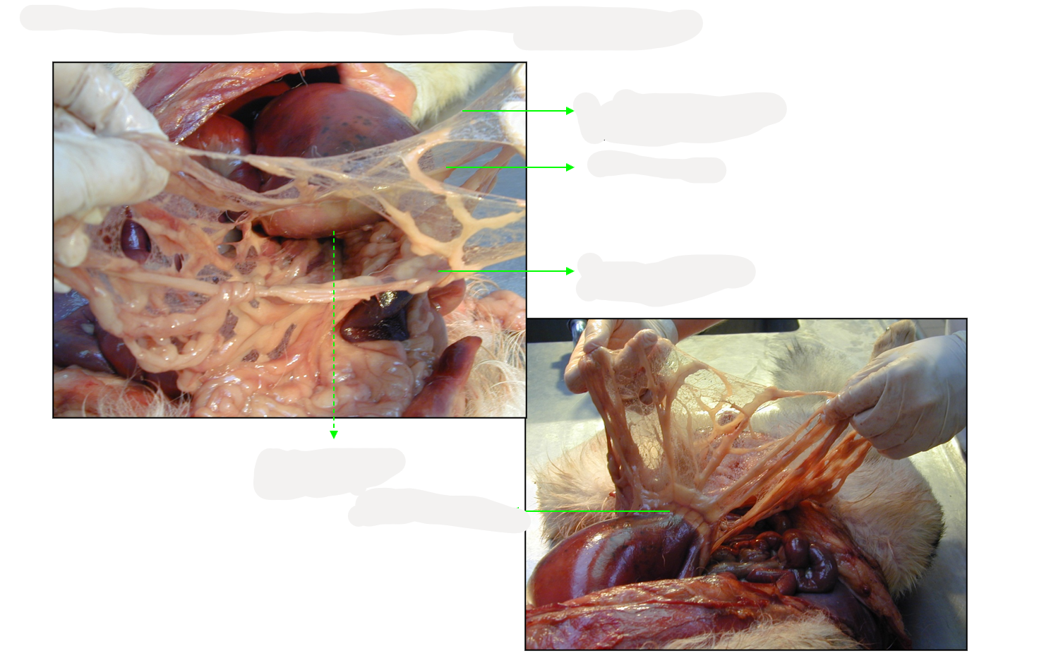 <p>Omentum majus consist of?</p>