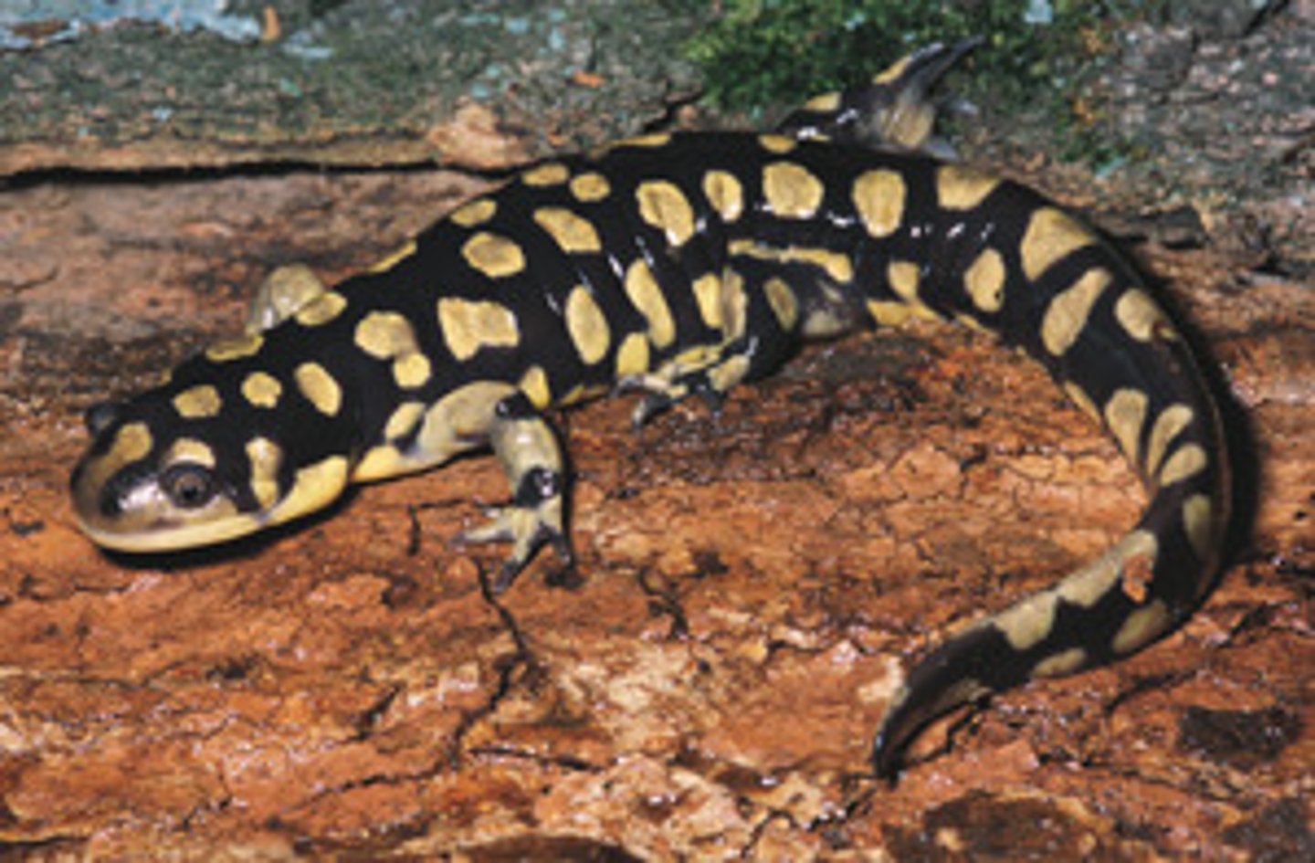 <p>Mole Salamanders</p><p>- Fossorial</p><p>- Stout bodies, thick limbs and tails, short blunt heads</p><p>- Costal grooves</p><p>- Adults terrestrial, lay eggs in water and they metamorphose</p><p>- Tiger salamanders can be neotenic (axolotl part of tiger salamanders)</p><p>- Some dont lay eggs in water (lay on land and wait for water inundation)</p><p>- Aggregate or explosive breeders (First warm, strong rain, males first then females, males lay spermatophores)</p>