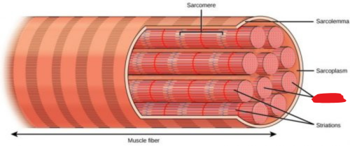 <p><span style="background-color: transparent;"><span>Parallel filaments that form muscle</span></span></p>