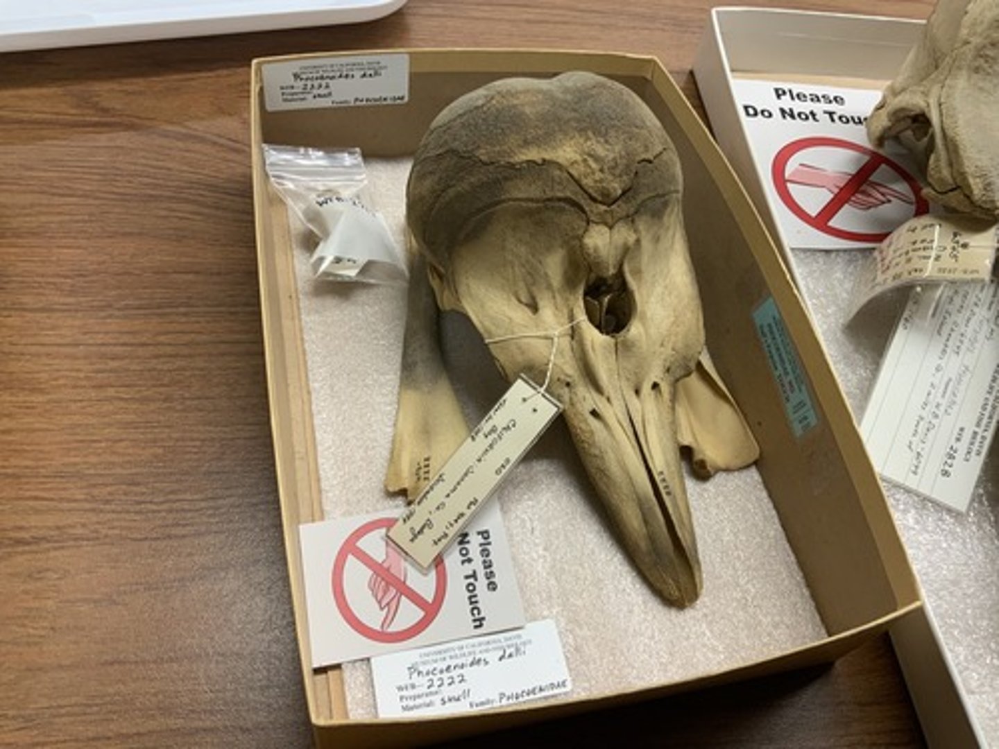 <p>Family, Subclade, Clade, Infraclass, Subclass</p><p>-boss present</p><p>-lacks beak</p><p>-spade-like teeth</p>