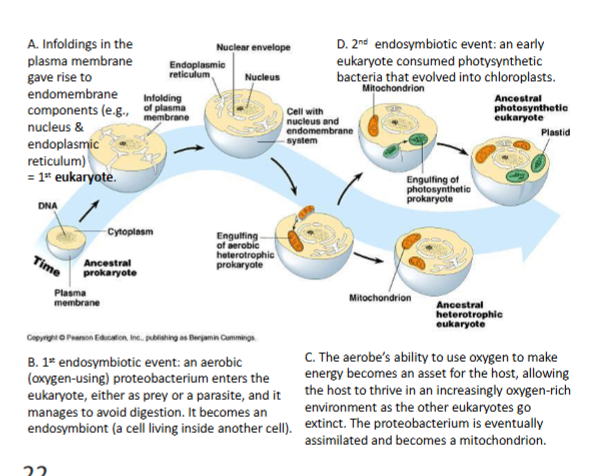 <ol><li><p>infolding of plasma membrane</p></li><li><p>aerobic proteobacterium enters eukaryote</p></li><li><p>aerobe bility to use oxygen to make energy becomes an asset</p></li><li><p>evolves into chloroplsts</p></li></ol><p></p><p></p>