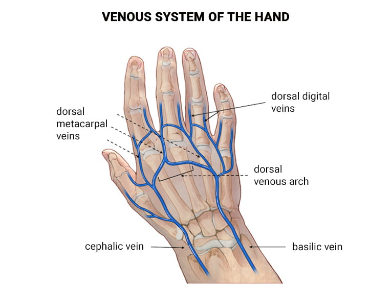<p><strong><mark data-color="rgba(0, 0, 0, 0)" style="background-color: rgba(0, 0, 0, 0); color: inherit;">a prominent, superficial network of veins on the back of the hand that drain blood from the fingers and hand towards the forearm</mark></strong><span><span>. Formed by dorsal metacarpal veins and dorsal digital veins, this network acts as the primary venous drainage for the hand, feeding into the cephalic vein (laterally) and basilic vein (medially).</span></span></p>