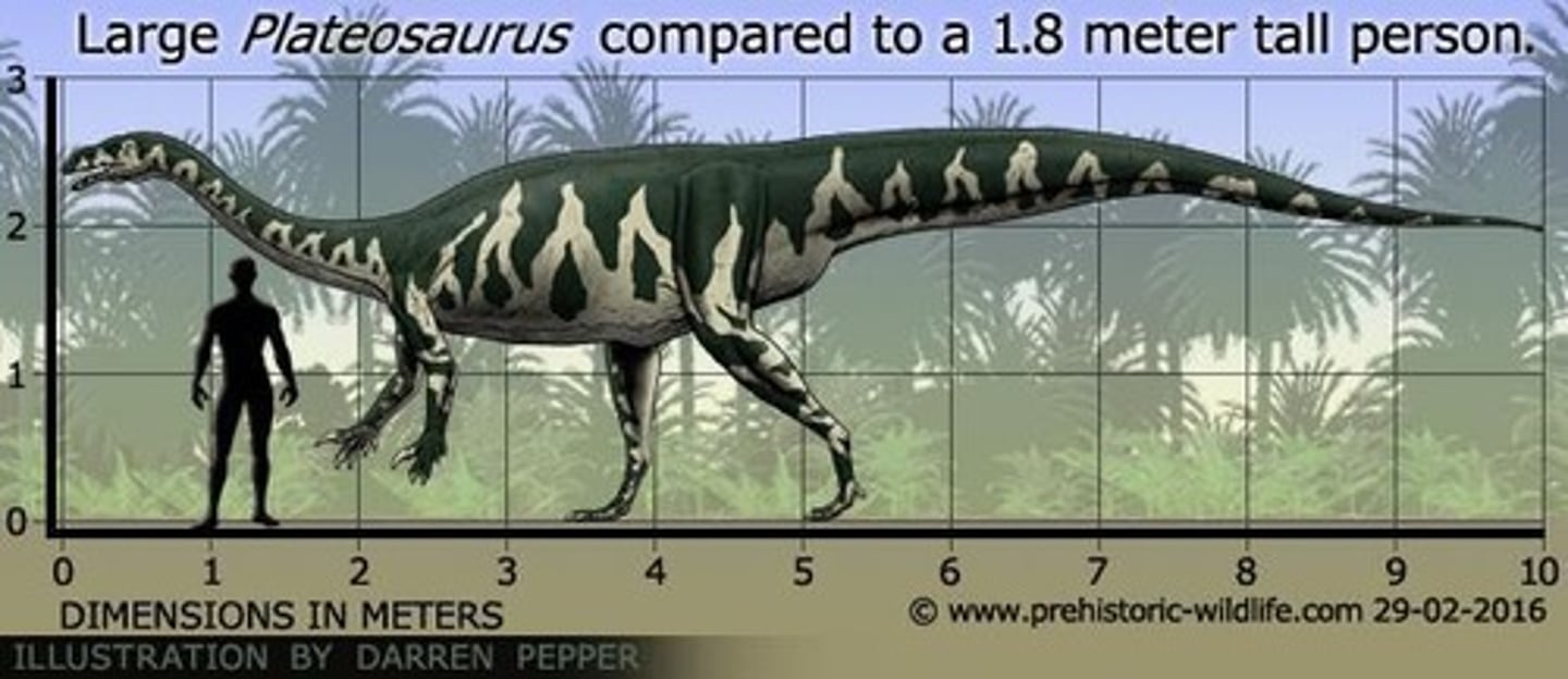 <p>Oldest dinosaur fossil, 243 million years old.</p>