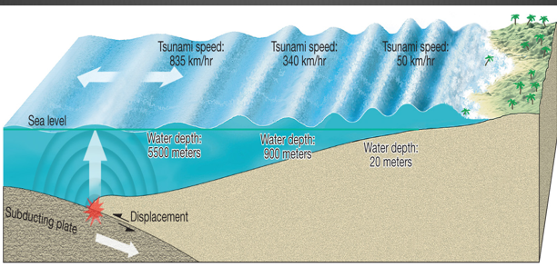 <p>friction builds up and so elastic rebound occurs.</p><p>Causing a seismic wave to displace water; as large waves continues to roll along, it crops above the surface of the water</p>