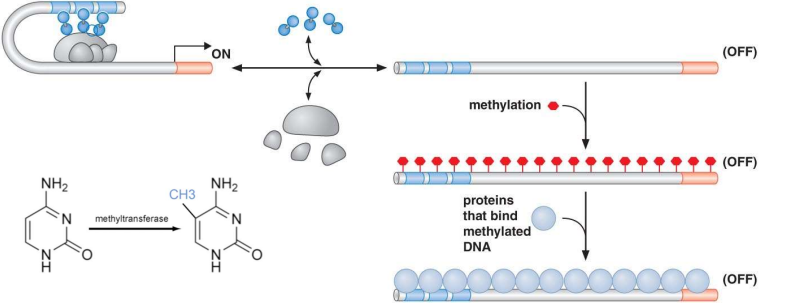 Leads to inhibition of transcription
- Removed before transcription initiation or
- Remain methylated for long-term silencing 
- Attracts DNA deacetylases 