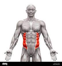 Action: Bilateral - flexes spine and compresses abdominal wall; unilateral - ipsilateral lateral flexion and rotation of spine