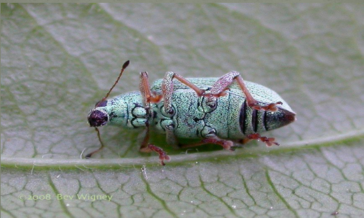 <p>Identify which behavioral response is shown</p>