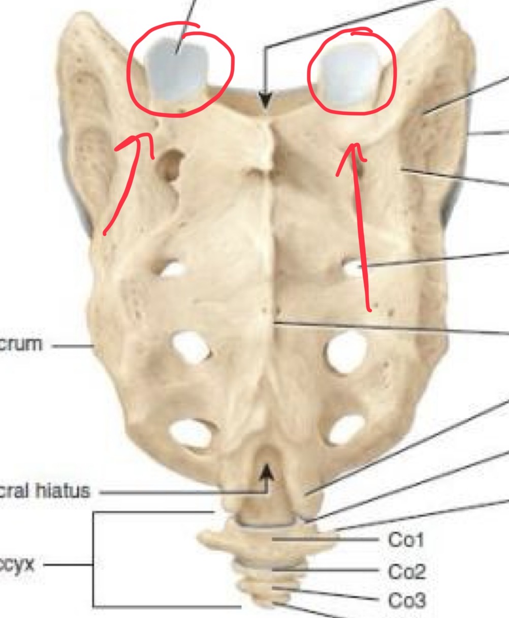 <p>Articulate with the fifth lumbar</p>
