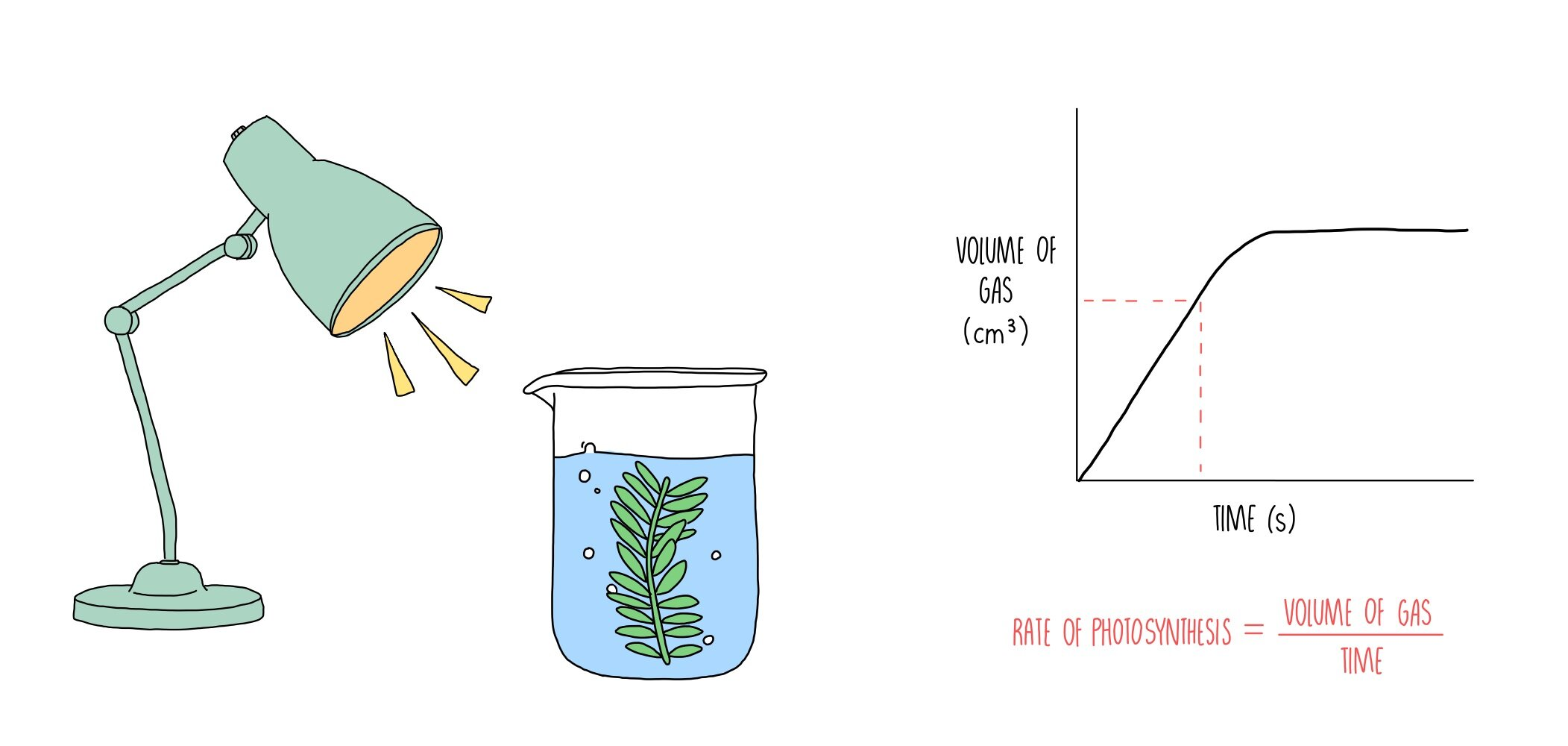 <p>The rate of photosynthesis can be calculated by directly measuring the <strong>increase in oxygen</strong> or the <strong>decrease in carbon dioxide</strong>. </p><p>Because oxygen is produced by photosynthesis, it can indicate the rate of photosynthesis. </p><p>Because carbon dioxide is used during photosynthesis, it can also indicate the rate of photosynthesis. </p><p><strong>Rate of reaction = (Change in reactant or product) / Time</strong></p><p>More indirectly, the rate of photosynthesis can be calculated by indirectly measuring the increase in biomass from photosynthesis. </p>