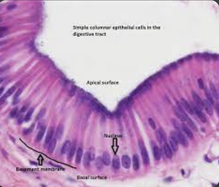 <p>Elongated Nuclei, Blue cytoplasm, can have cilia and goblets. Found in the stomach, colon, and Fallopian tube</p>