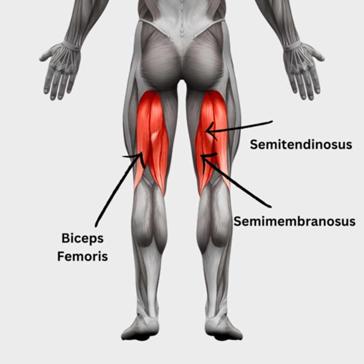 <p>Semitendinosus ("Hamstring"; knee flexors)</p>