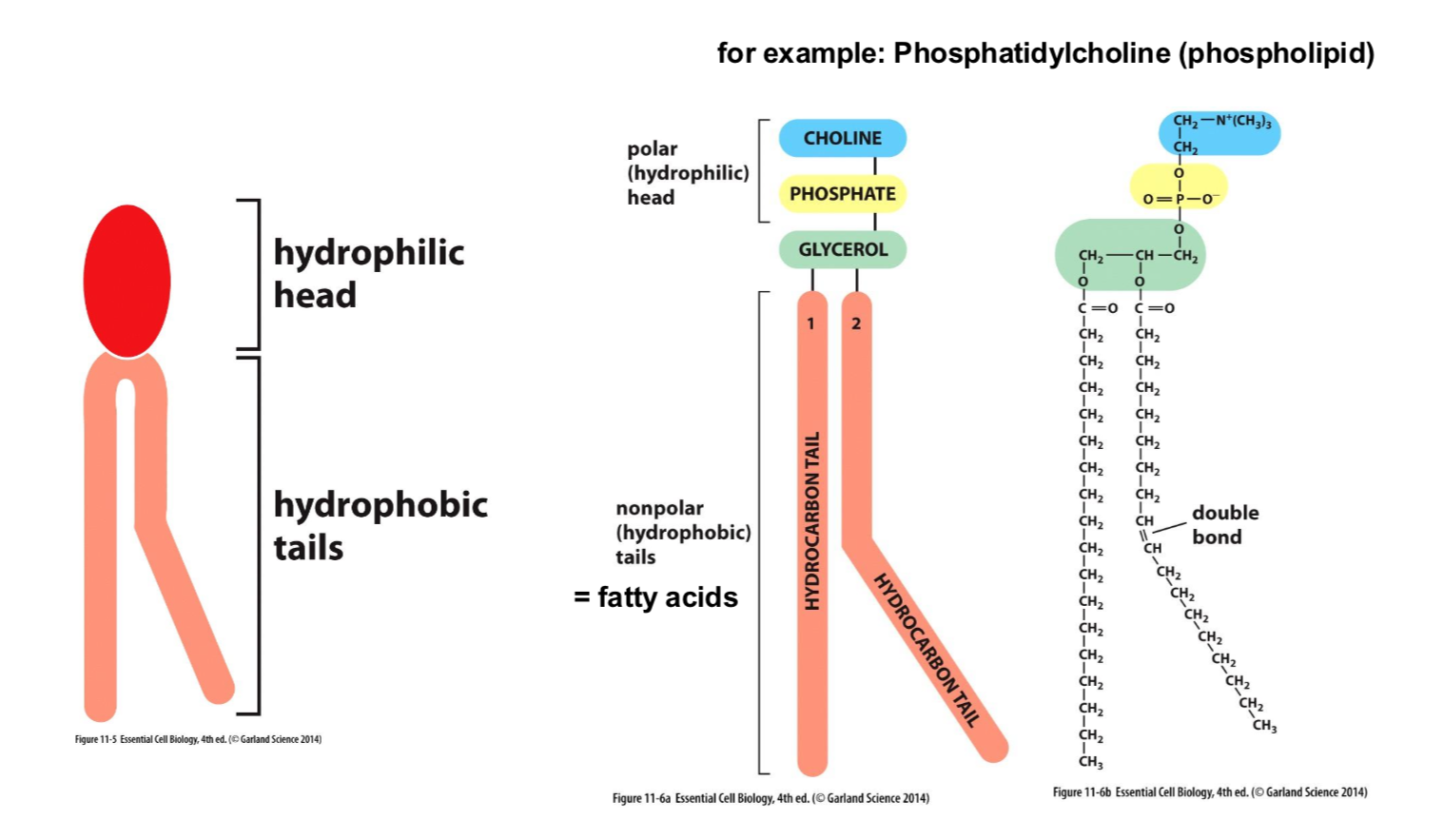 <p>Hyrdrophilic head with a Hydrophobic tail</p>