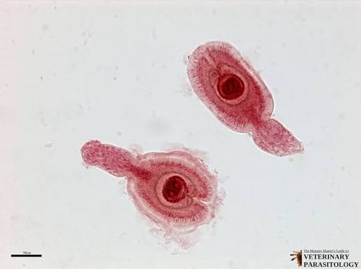 <p><em>Hymenolepis diminuta </em>cysticercoid</p>