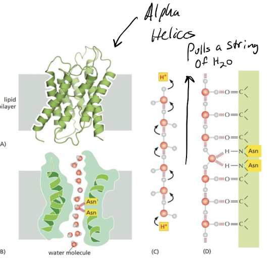 <p>pores that allow water to move rapidly in and out of cells</p><ul><li><p>disallow ions</p></li><li><p>allow single water molecules to pass through, too narrow for hydrated ion</p></li><li><p>two asparagines bind to O atom of H2O to pull string of water molecules</p></li></ul>