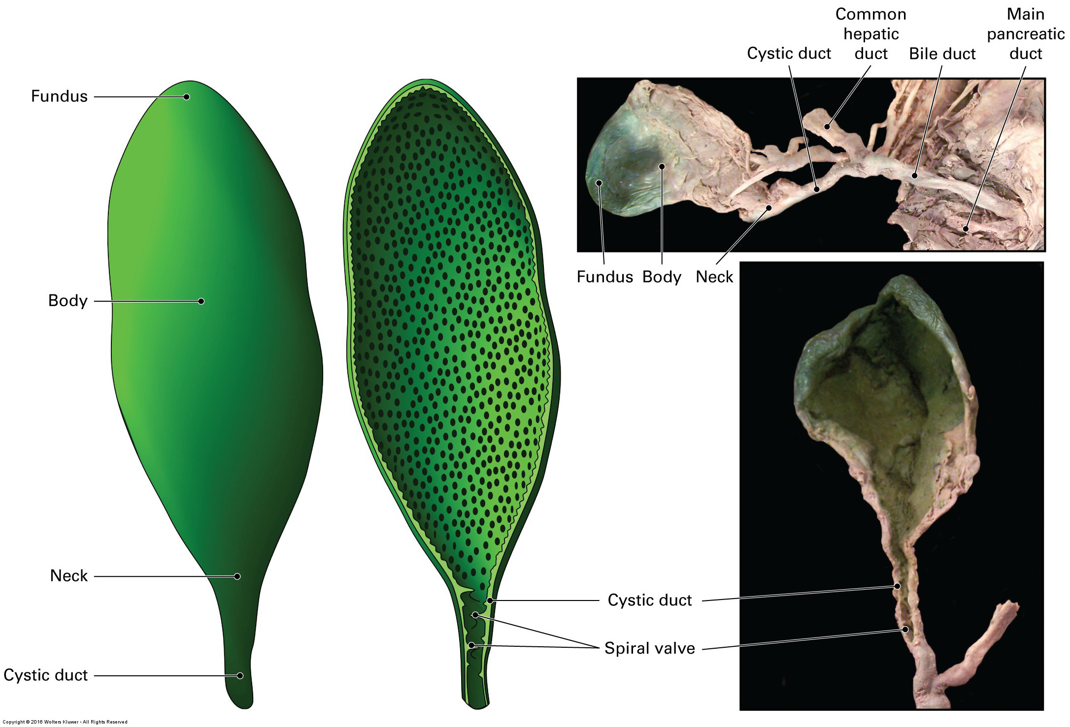 <p>Into the cystic duct which transports bile to and from the gallbladder.</p>