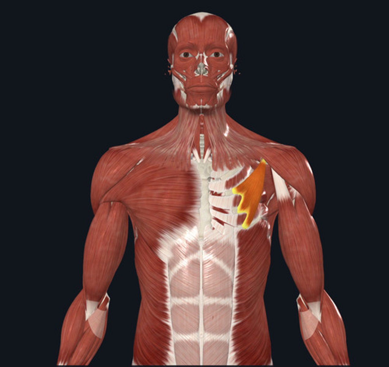 <ul><li><p><u>Origin:</u>&nbsp;Ribs</p></li><li><p><u>Insertion:</u>&nbsp;Scapula</p></li><li><p><u>Action:</u>&nbsp;Scapula depression</p></li></ul><p></p>