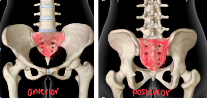 <p>TRIANGULAR SHAPE that’s INFERIOR to the different vertebras </p>