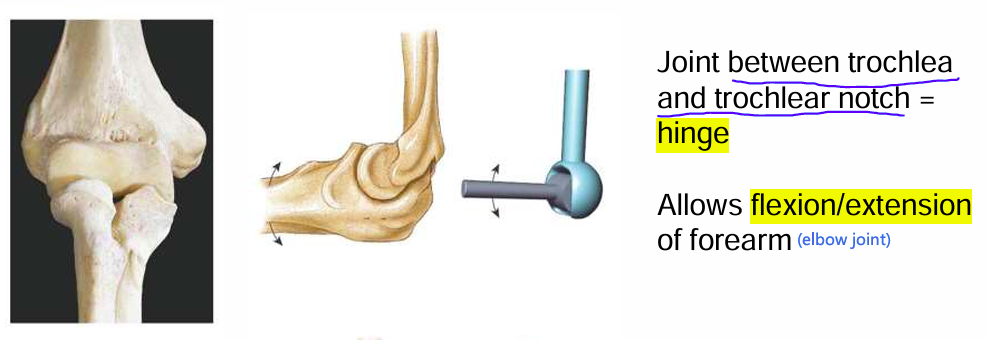 <p><span><span>Hinge</span></span></p><p><span><span>It allows flexion and extension.</span></span></p>