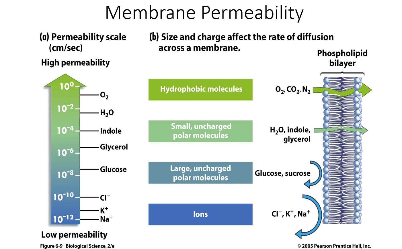 <p>What affects the rate of diffusion across a membrane?</p>