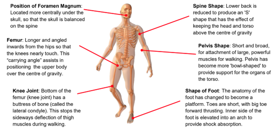 <ul><li><p>Forward pointing big toe</p></li><li><p>Transverse arch to absorb impact</p></li><li><p>Foramen magnum at base of skull</p></li><li><p>Carrying angle of femur</p></li><li><p>Strong knee joint</p></li><li><p>Lower &amp; broader pelvis</p></li><li><p>Strong gluteal muscles</p></li></ul>