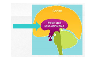 <p>« Sensation physique » </p><ul><li><p>Cerveau le plus primitif</p></li><li><p>Ses fonctions : </p><ul><li><p>Contrôler les fonctions organiques (ex : pupilles de l’oeil)</p></li><li><p>Réponse émotionnellle « réflexe » : </p><ul><li><p>Avoir des sensations physiques </p></li><li><p>Préparer rapidement l’individu à faire une action </p></li><li><p>Avoir des comportements instinctifs nécessaires à la survie</p></li><li><p>Fonctions organiques (respirer, digérer, etc.) - SNA</p></li><li><p>Comportements nécessaires à la survie (manger, boire, sexualité), aux réflexes de survie</p></li></ul></li></ul></li><li><p>Structures sous corticales</p></li></ul><p></p>