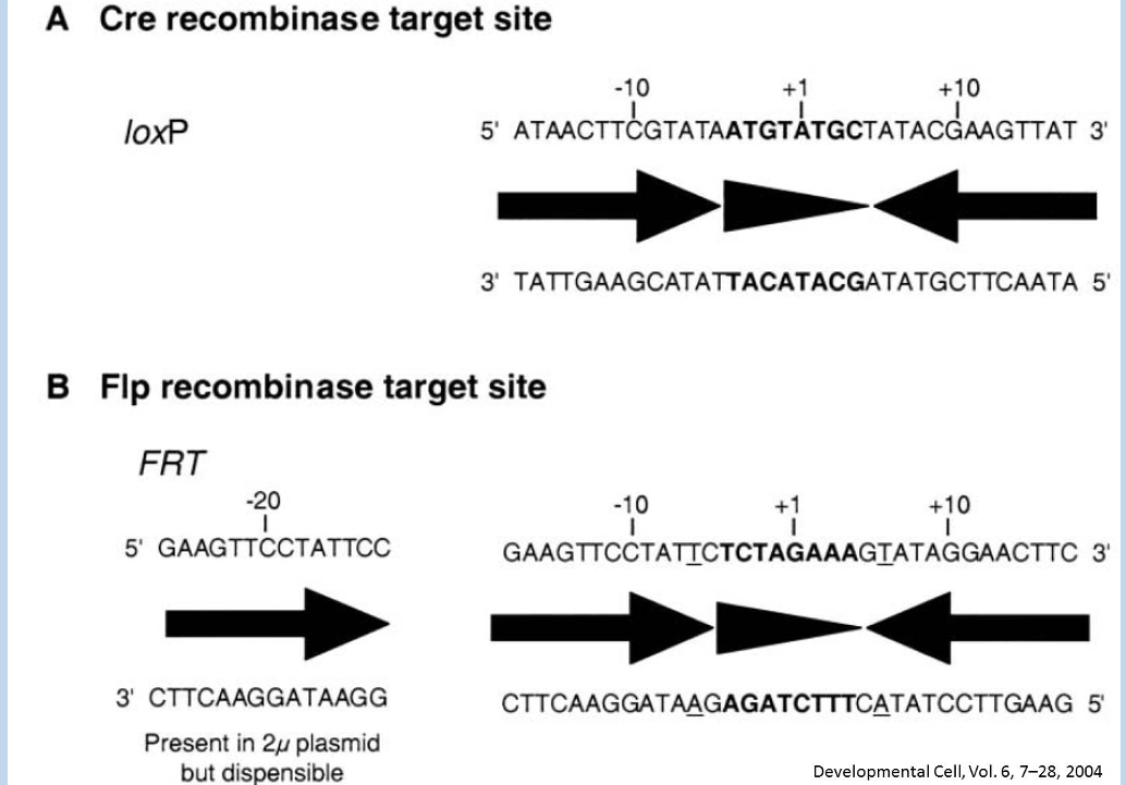 <p>Their cognate recognition sites, set the stage for conditional mutagenesis</p><ul><li><p>harvest from DNA phases</p></li><li><p>setup recombination event for us</p></li></ul><p></p>