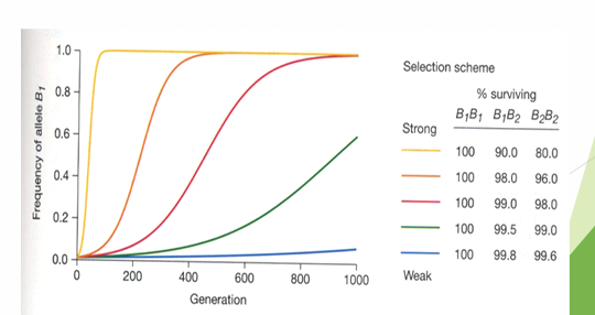<p>Testing HWE Assumptions: <strong>Selection</strong></p>