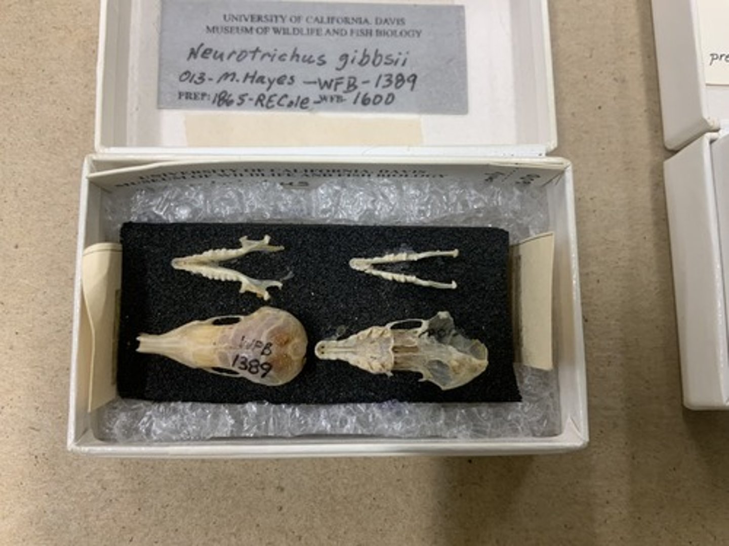 <p>Genus, species</p><p>-small</p><p>-8-9 teeth in mandible</p>
