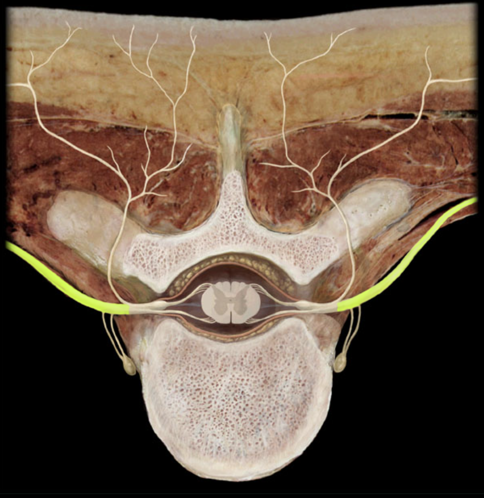 <p>What structure is shown?</p>