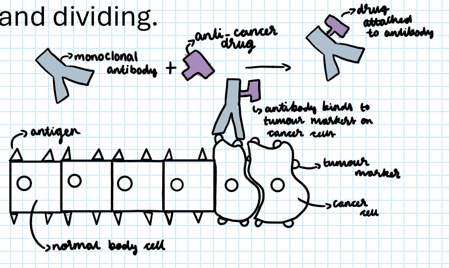 <p>How can monoclonal antibodies be used to deliver anti-cancer drugs?<span>&nbsp;</span></p>